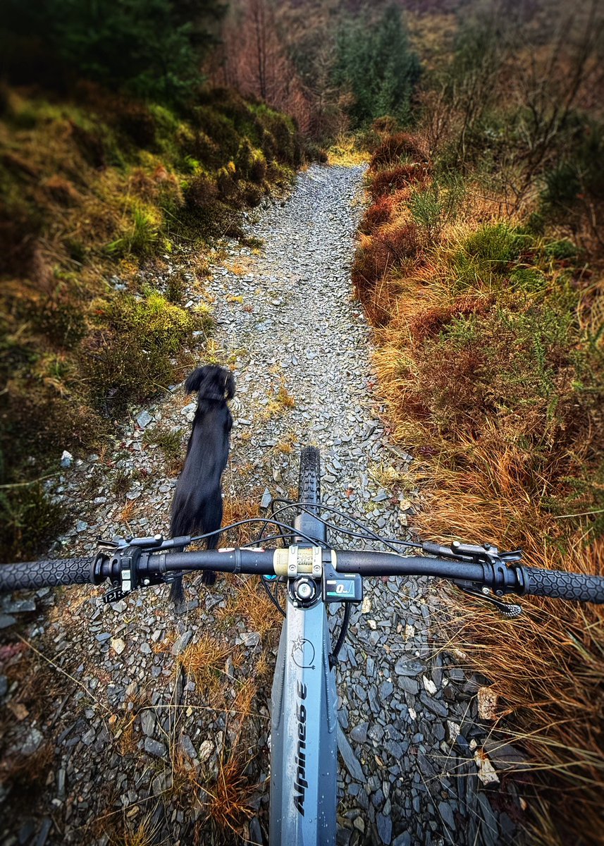 mtbcymru's tweet photo. It’s the first weekend of 2025, time to hit the trails in Wales with Suki trail dog… have a great weekend all!
https://t.co/iB1TSu7BrE
#Wales #VisitWales #trailride #mtb #adventure #justride #mbwales #mtbwales #mtblove #enduro #explore #ridetolive #mountains #ride #traildog https://t.co/mSg3cXkWCz