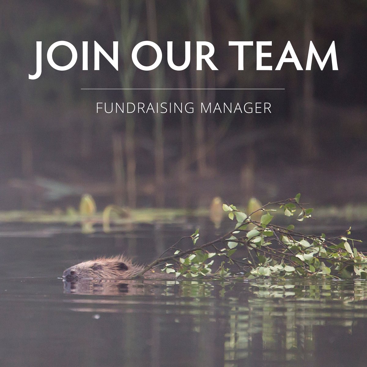 New year, new job? ✨

Could you be the Fundraising Manager we need to make rewilding happen in Scotland? 🌿

Applications close on 8 Jan. Details here: bit.ly/41uT1po