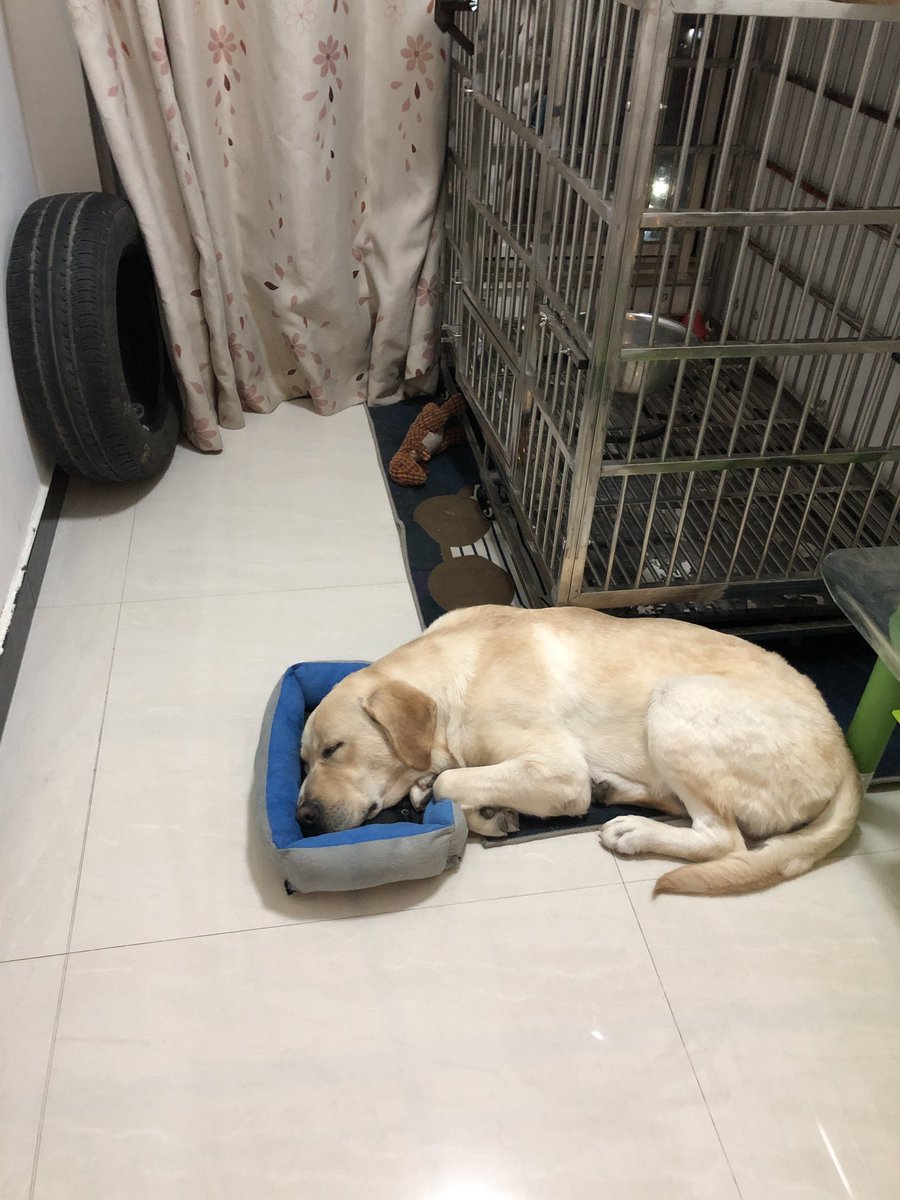 网上给狗狗买的床有点小了，当枕头刚好 😏
The bed I bought online for my dog is a bit small. It's just right to be used as a pillow.