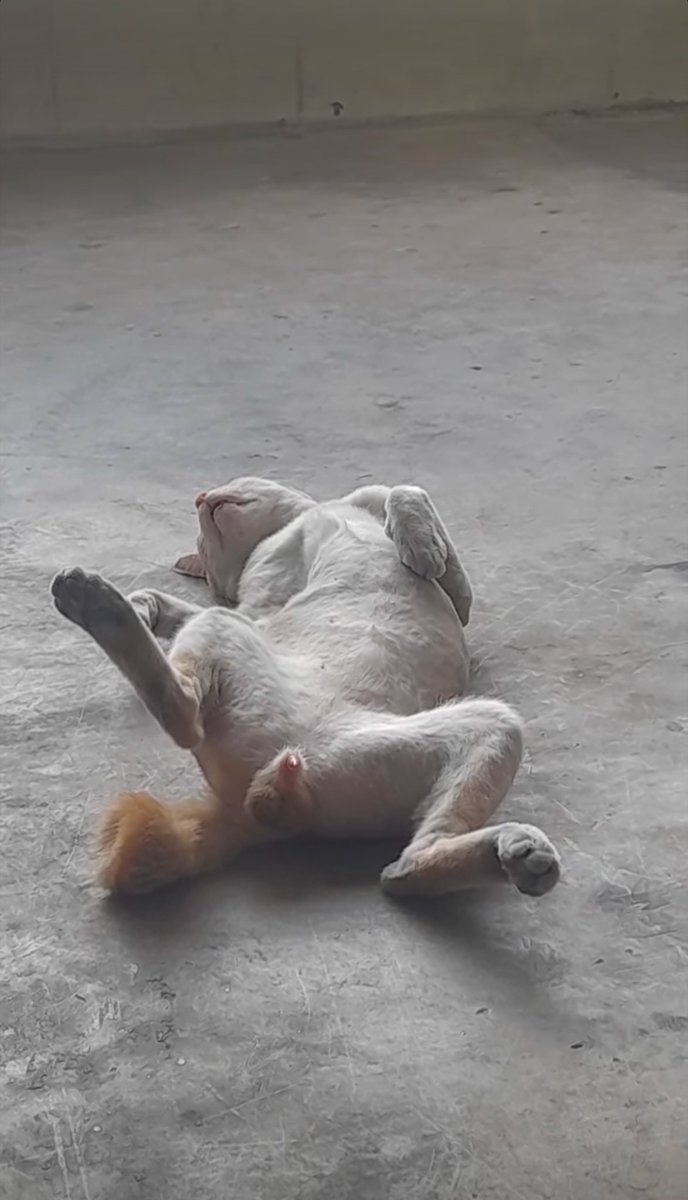 icode808's tweet image. bisabisanyaaa mimpi kering