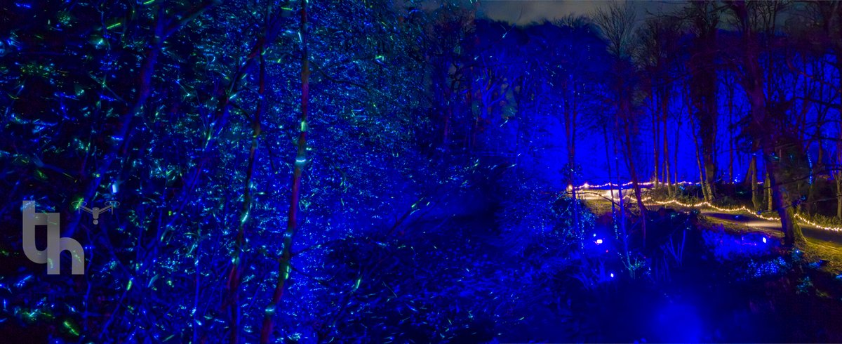 thaywoodphoto's tweet photo. @PanoPhotos a stunning drone panorama of the illuminated woods at Dean Castle, thanks to @GCLiveUK & @21CCGroup. Daylight recce & cautious flying with my DJI Mini 4 were essential to navigate the tricky branches. The magical result was worth it! π² #DeanCastle #GCLive #21CCGroup https://t.co/YTmpD6U4J0