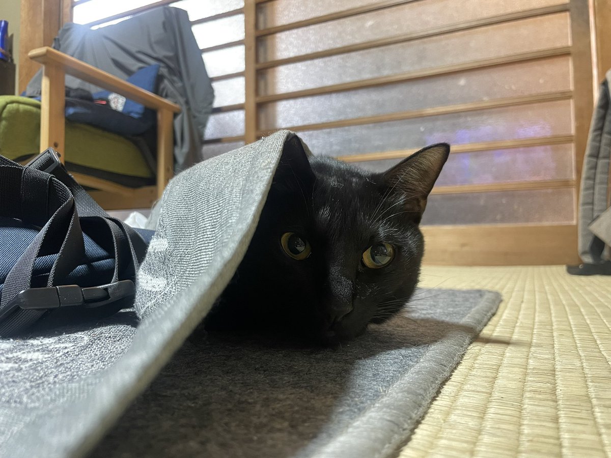 SakeNote2020's tweet image. 寒いのはわかるが、なんか間違ってる・・・いやあながちそうでもないのか？？？

#猫
#ホットカーペット
