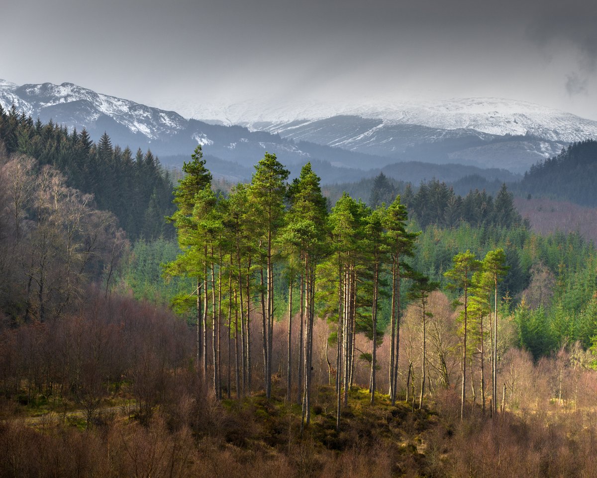 Lantra Scotland (@lantrascotland) on Twitter photo Do you manage #woodland or other land with trees? <a href="/EdinburghNapier/">Edinburgh Napier University</a> and <a href="/ForestryComm/">Forestry Commission</a> want to know about methods of #tree protection currently in use, so please fill out their survey at survey.napier.ac.uk/TakeSurveyPage… Do you manage #woodland or other land with trees? <a href="/EdinburghNapier/">Edinburgh Napier University</a> and <a href="/ForestryComm/">Forestry Commission</a> want to know about methods of #tree protection currently in use, so please fill out their survey at survey.napier.ac.uk/TakeSurveyPage…