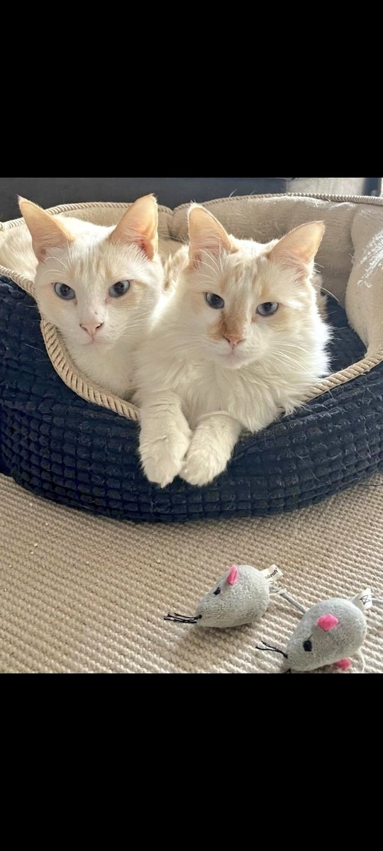 ⚠️ULTIMATUM⚠️

Cuando me llegó este caso hace meses pensé... Dos gatos preciosos, jóvenes, de pelo largo y cariñosos... Va a ser fácil encontrarles hogar.

Pero pasan los meses y siguen sin hogar y se nos ha acabado el tiempo.

Su dueña lleva tiempo amenazando y ya no podemos dar