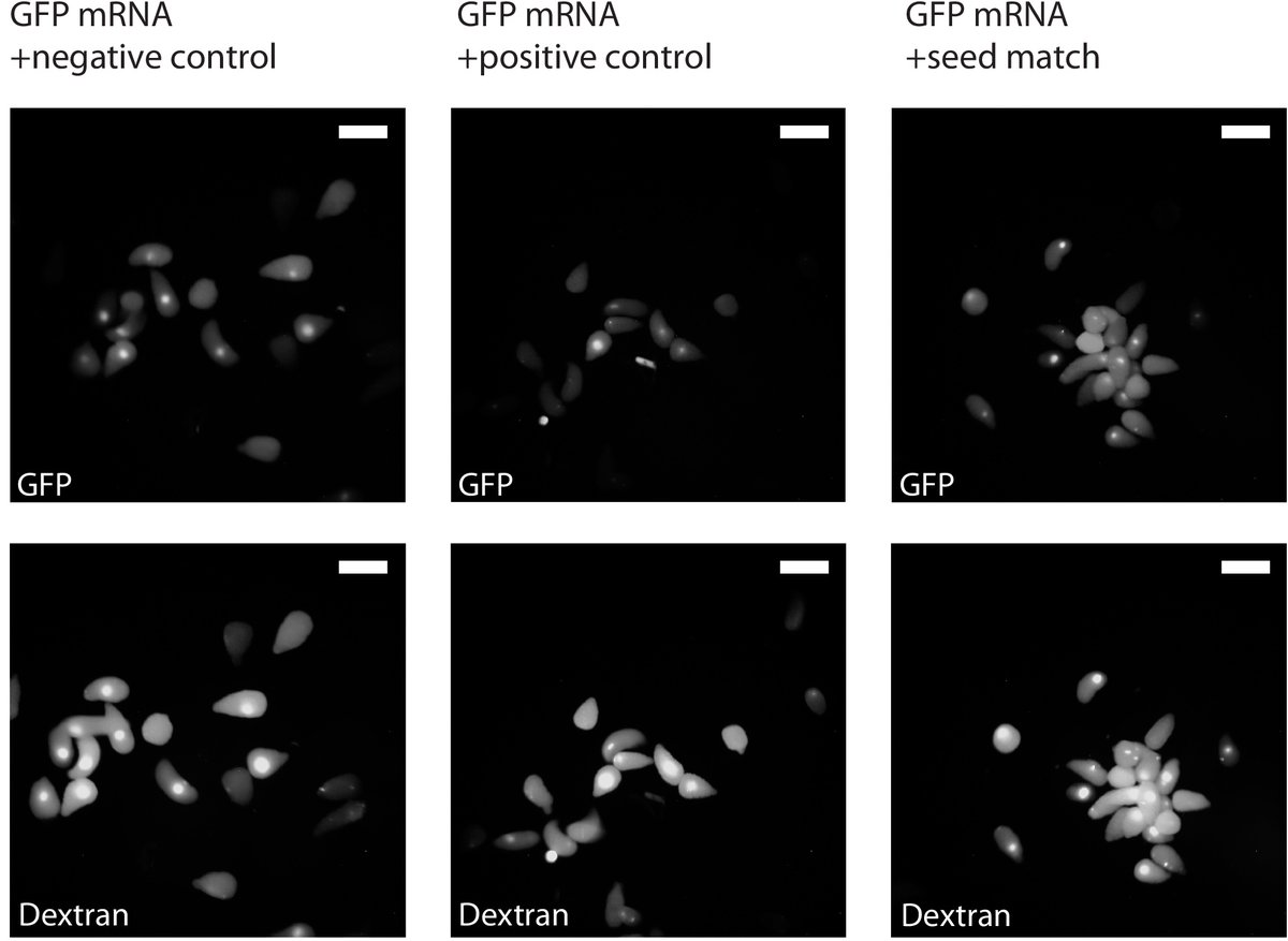 Uri Frank (@thecocodium) on Twitter photo It was great to be part of this work with <a href="/YehuMoran/">Yehu Moran</a> 's lab. Full complementarity of #miRNA seems to be a general #cnidarian feature. It was great to be part of this work with <a href="/YehuMoran/">Yehu Moran</a> 's lab. Full complementarity of #miRNA seems to be a general #cnidarian feature.