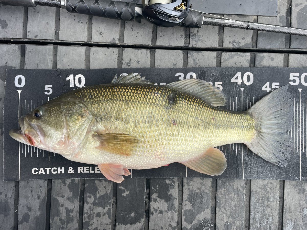 明けましておめでとうございます。
初バス釣れました〜