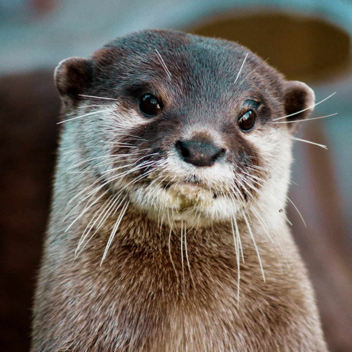 Posing for your new passport picture like... 😆

But seriously, how can you resist this "otterly" adorable face? 🦦

#Otter #BanhamZoo #FridayFeeling