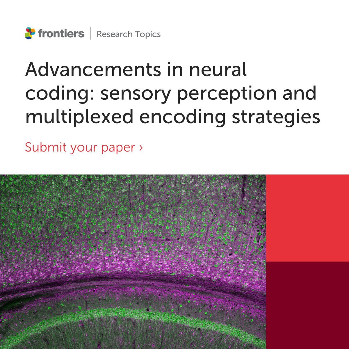 FrontNeurosci's tweet image. ⏰Advancements in Neural Coding: Sensory Perception and Multiplexed Encoding Strategies⏰
Our Research Topic is welcoming contributions up to January 31st! Do not miss the chance to contribute 🧠
More info: fro.ntiers.in/nPxM
#Neuroscience #NeuralCoding