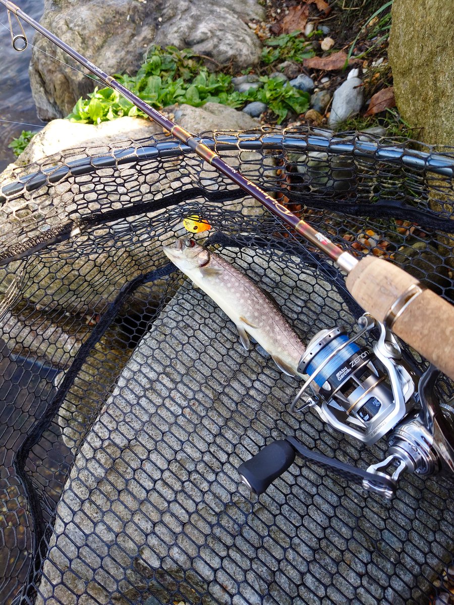 tsuri_touring's tweet photo. 管釣りで釣り初め〜🎣
年末年始で叩かれ過ぎてるのか、スレまくりの激渋💦
ダブルクラッチやシュモーク、果てはポッパーまで駆使して異質な動きで何とかイワナさん達に相手してもらえました🤣
#管釣り #エリアベイトフィネス
#アブガルシア #abugarcia
#purefishing https://t.co/u4LZoDfSm4
