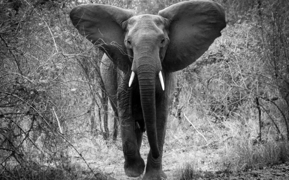 Nothing like the beauty of African nature captured on HBAR , connecting you to the soul of the land through innovation. 🌿📸✨