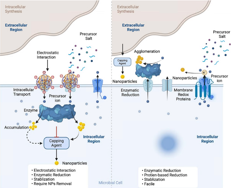 💡A paradigm of microbe-mediated green
nano-semiconductors and nano-metals💡
In this interesting Perspective by Khosla et al, the challenge of synthesising nano-materials using microbial routes is discussed.
👉iopscience.iop.org/article/10.108…