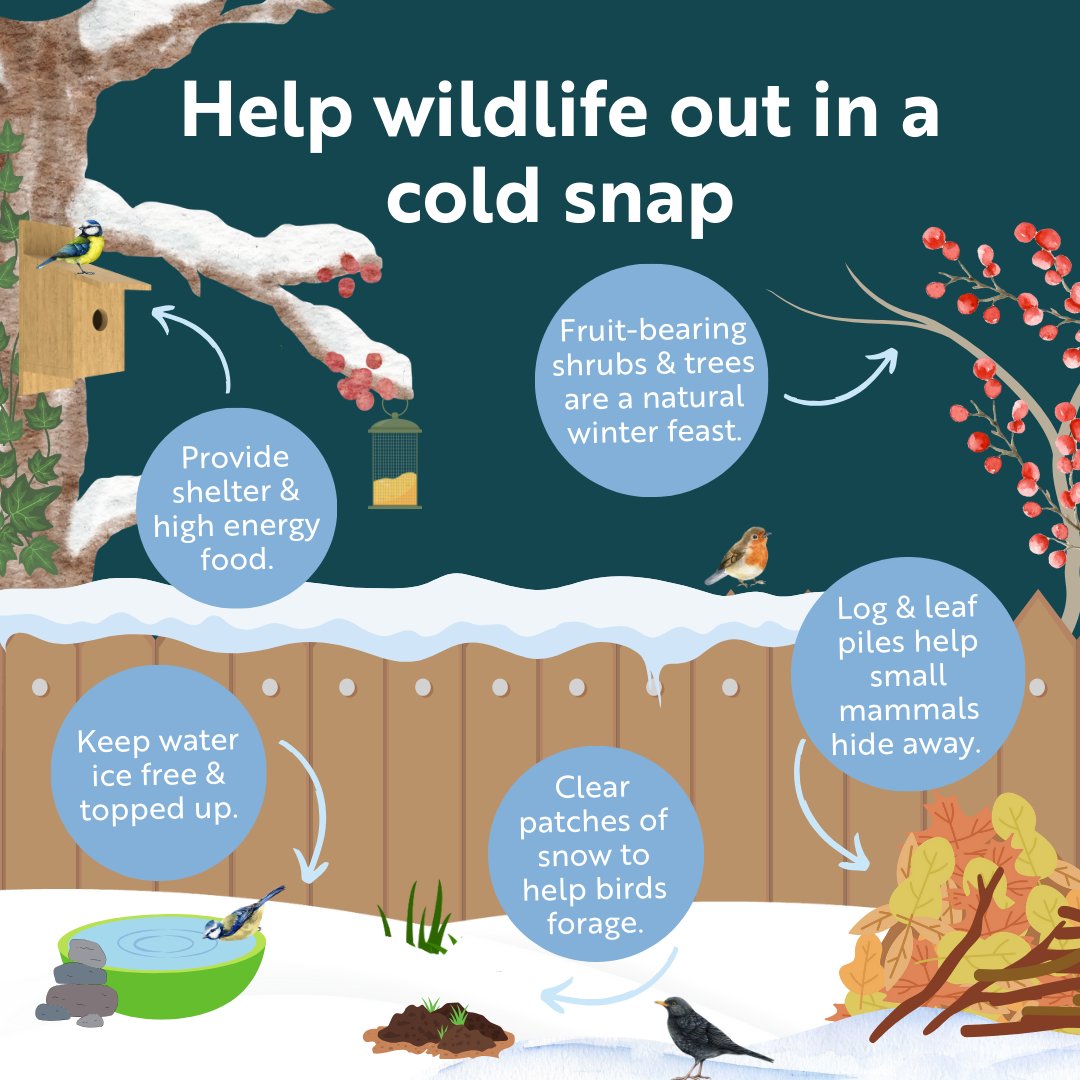It's cold! Here's a few ways to make life easier for wildlife during this chilly snap and through the winter...

Help share these ideas! ❄️