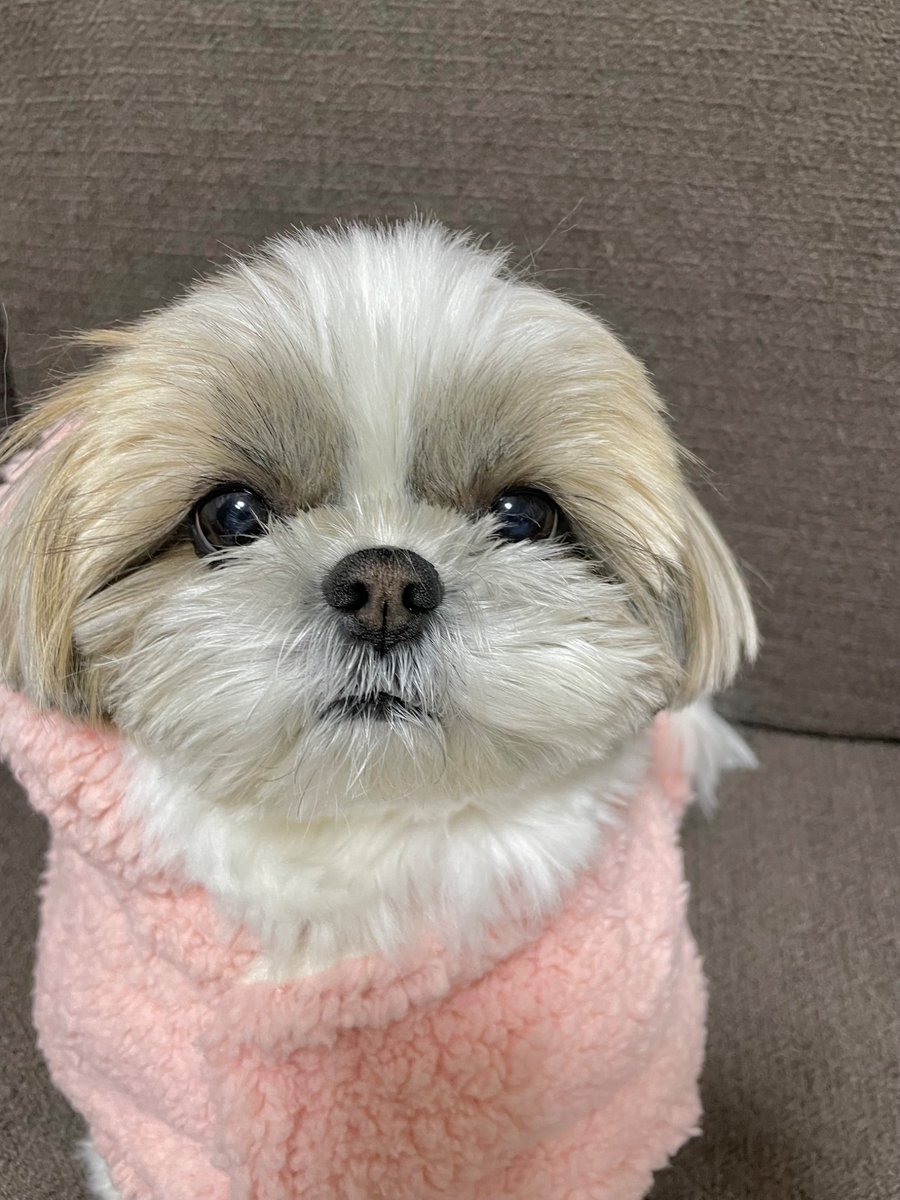 今日のふぅちゃん😍 モデルさんみたいでしょ✨ꉂ🤭 fu.562 #シーズー