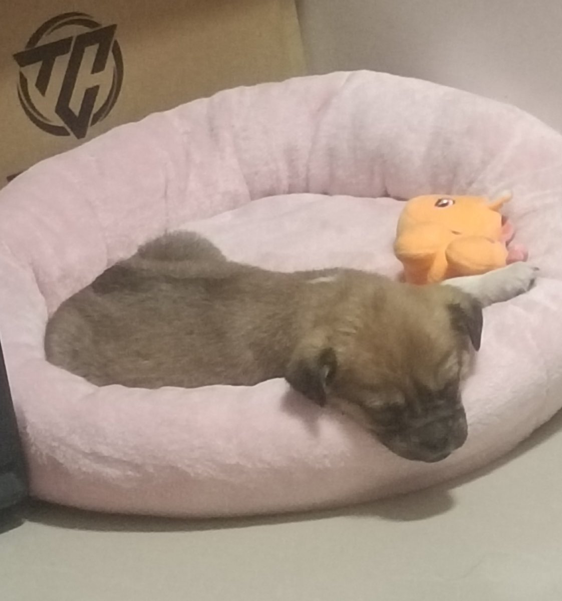 Color_KaLe's tweet photo. New family members
#dog https://t.co/UmotPq6pXQ