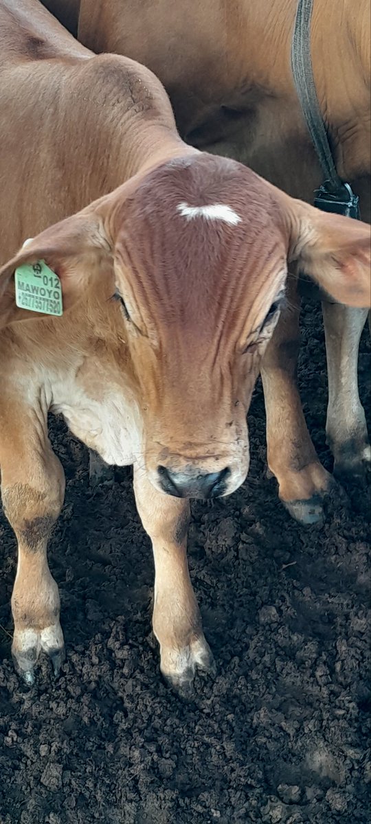 Davis Cattle Company tweet media