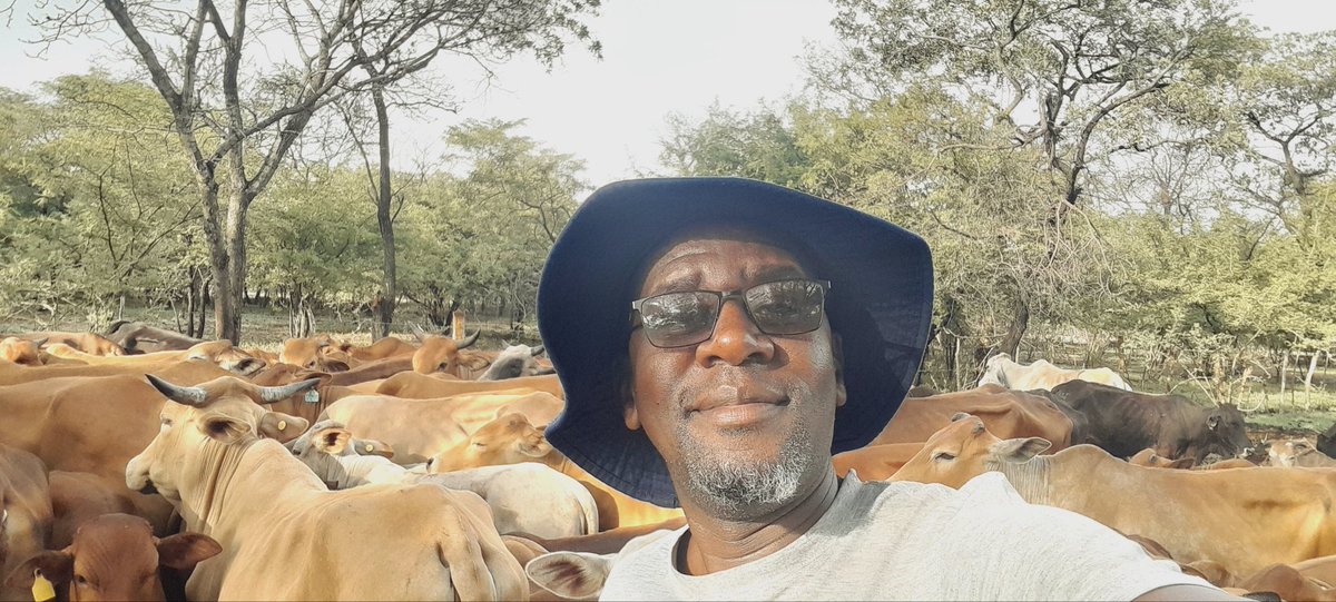 Davis Cattle Company tweet media