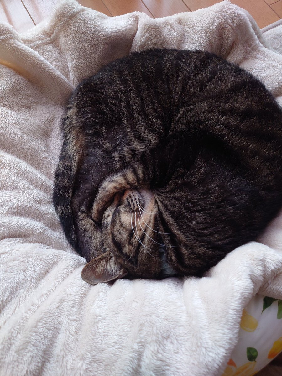 Tawashi_Nissan's tweet image. あまえんぼうさんが寝てる間にゲームの時間です🙆
お仕事お仕事👍
#猫のいる暮し #ゲーム #ConstructionSimulator