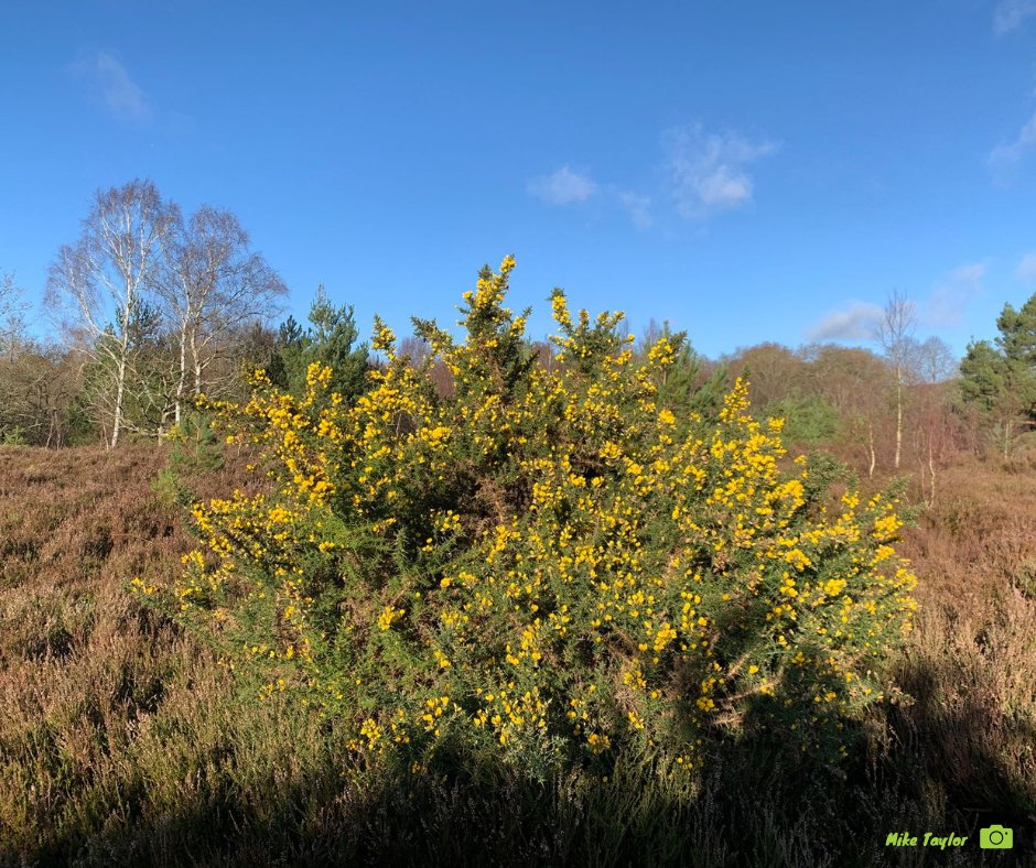 Some true #winter weather has finally arrived and with it brings bright blue sky that brings out the colours of the heath!

Warden Mike spotted some gorse with a bumper crop of flowers yesterday. It's not unusual to see gorse in flower at this time of year but this amount of
