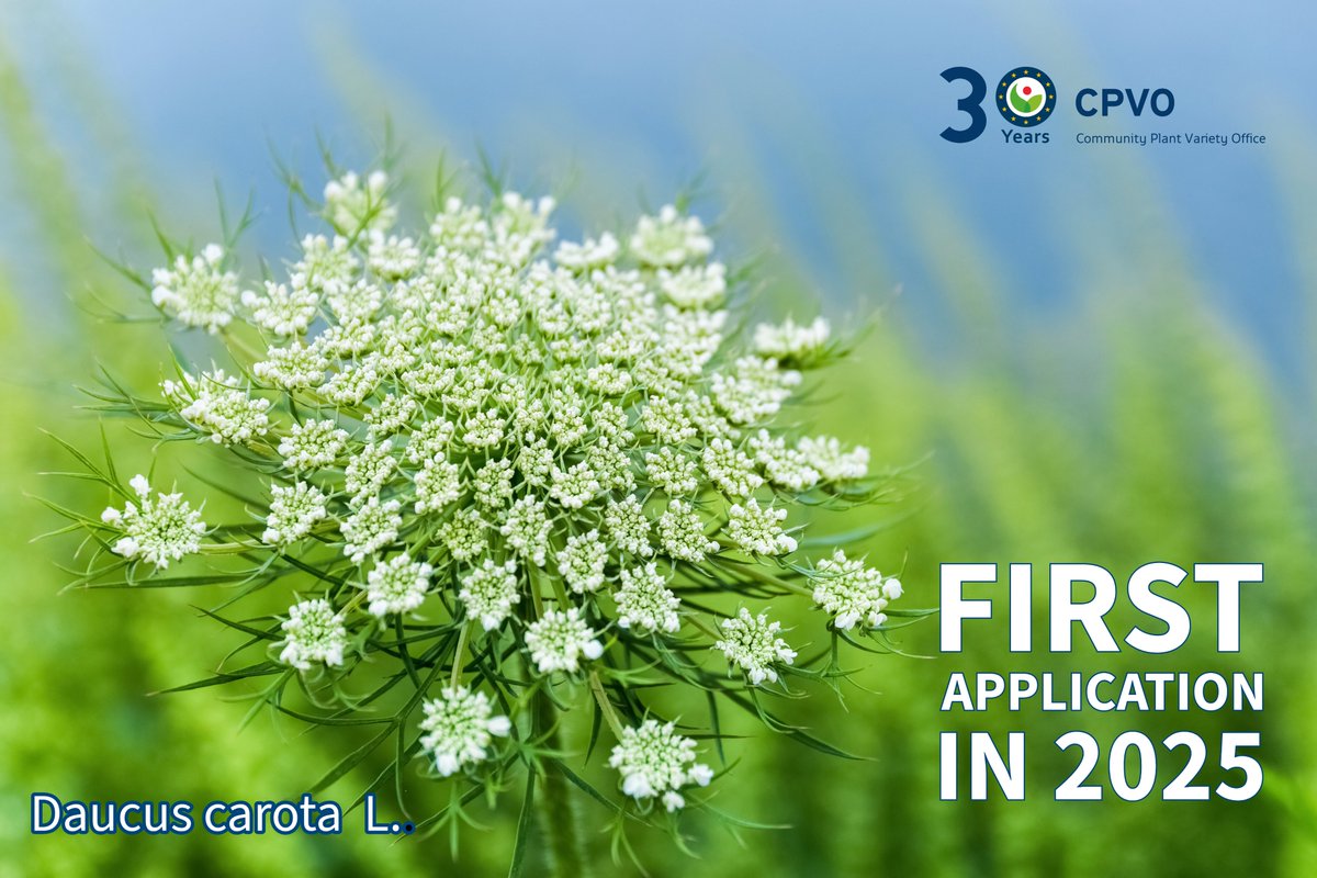 📗The first application that CPVO received in 2025 comes from 🇳🇱 The Netherlands and is for 'Daucus carota L.', commonly known as 🥕 Wild carrot. #plantbreeding #wildcarrot #PVR #plantvariety #30yearsCPVO