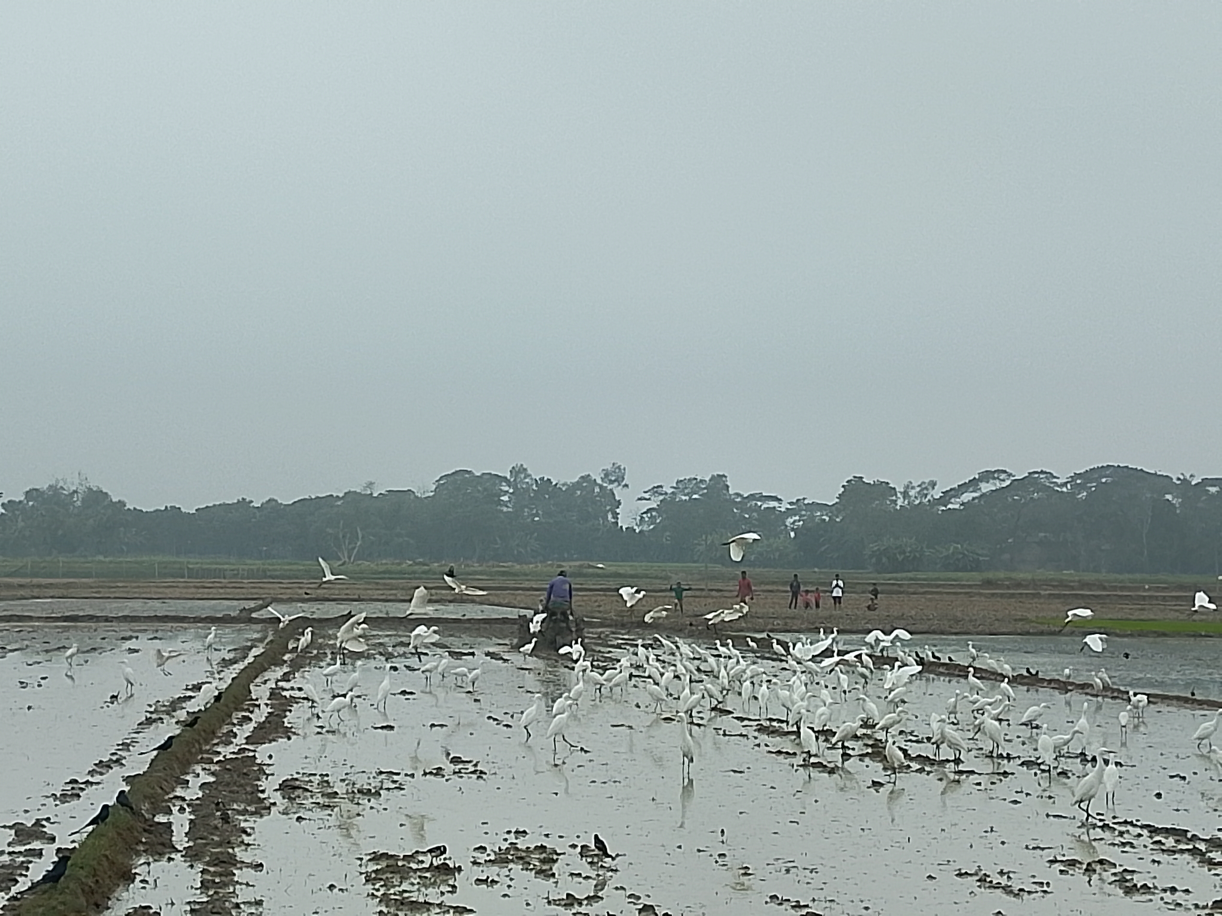 হোসেনপুরে তীব্র শীত উপেক্ষা করে বোরো জমি তৈরিতে ব্যস্ত কৃষকেরা