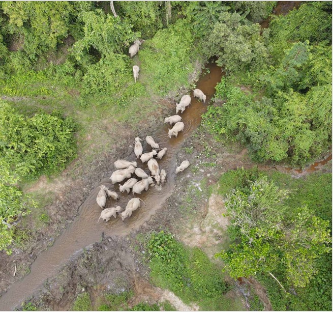 The report of Elephant Population Estimation (EPE) 2024 has revealed encouraging figures of conservation efforts in Assam.
Find below the EPE report released by HCM Dr Himanta Biswa Sarma on 1 Jan 2024.

Report:
forest.assam.gov.in/sites/default/… 

Executive summary:
forest.assam.gov.in/sites/default/…