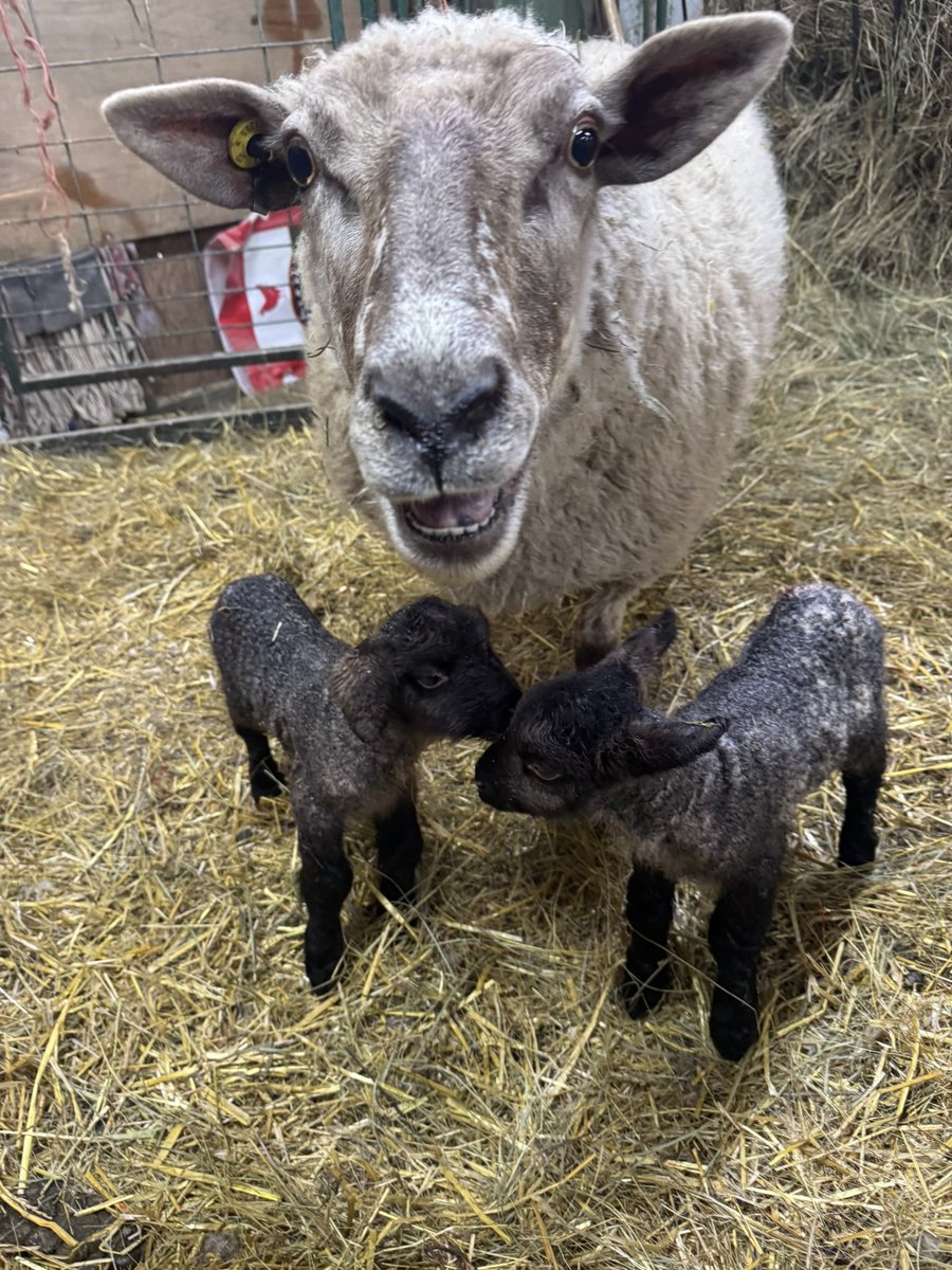 New Years lambs! Little blessings #NewYear2025