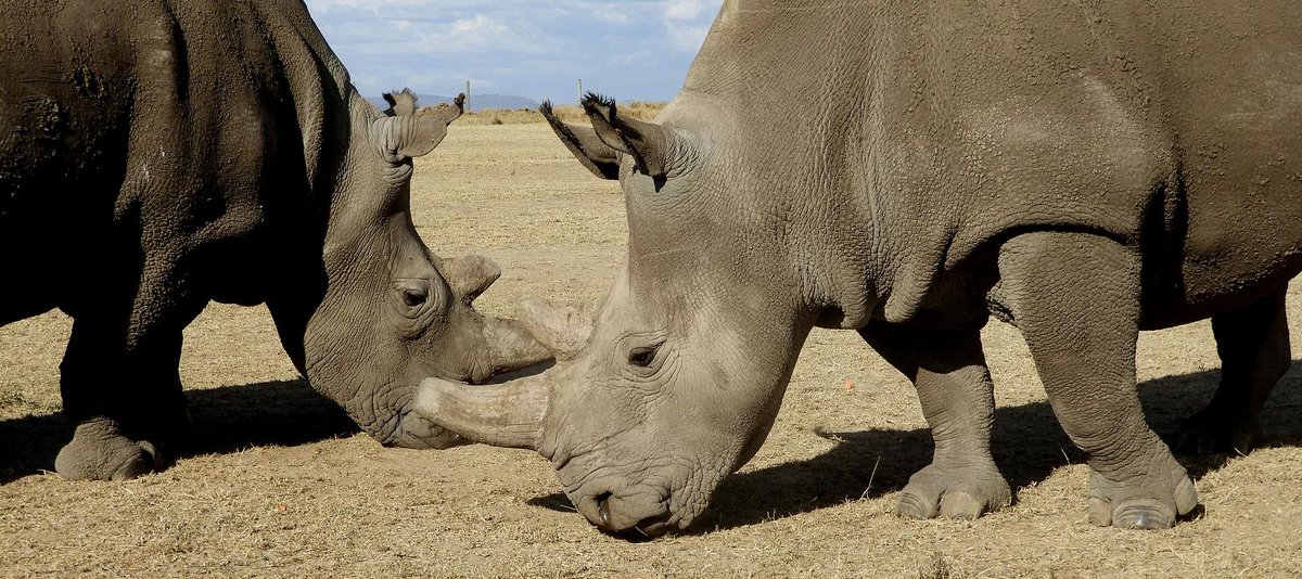 NajinFatu's tweet image. Let’s show the power of the crypto community! 🌍 We’re launching a major charitable initiative to support groundbreaking scientific research and help save the northern white rhino from extinction. Together, we can make a difference for this iconic species. #CryptoForConservation