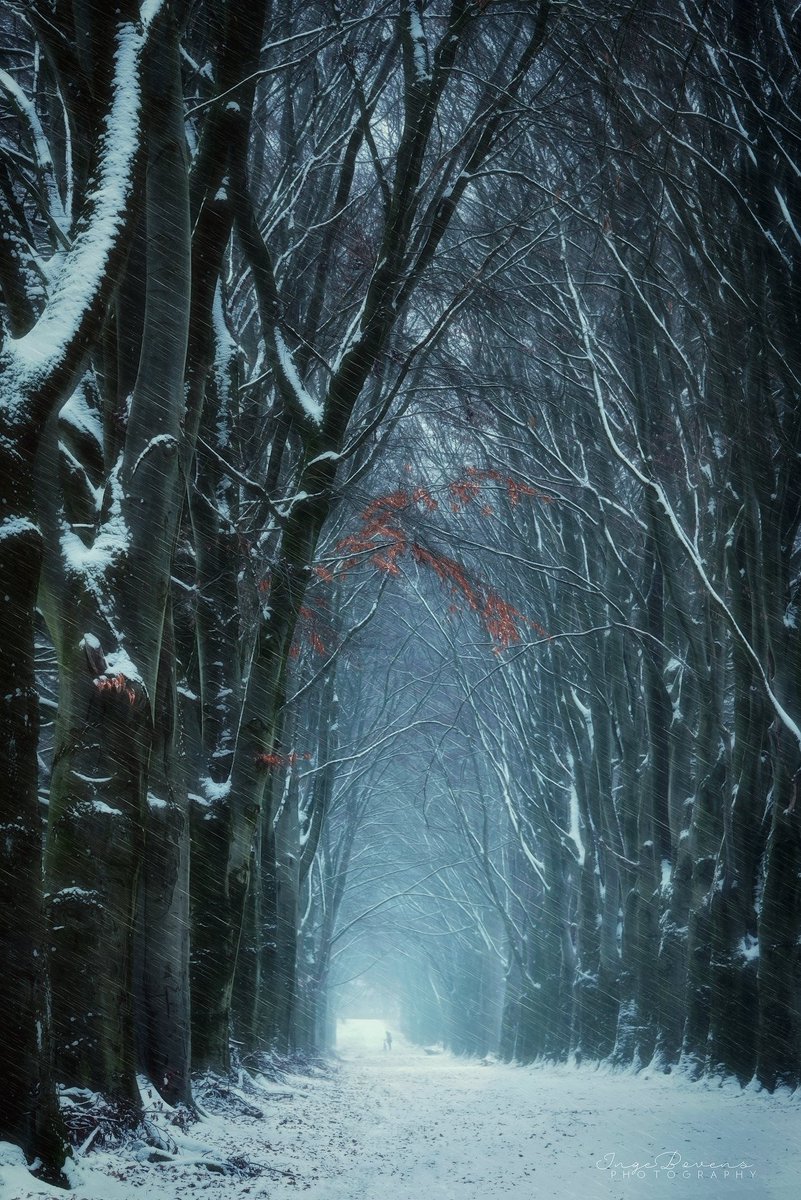 Monica85198503's tweet image. “Every day is a journey, and the journey itself is home.”

~ Matsuo Bashō, 𝑁𝑎𝑟𝑟𝑜𝑤 𝑅𝑜𝑎𝑑 𝑡𝑜 𝑡ℎ𝑒 𝐼𝑛𝑡𝑒𝑟𝑖𝑜𝑟

Let us enjoy the journey, my dear friends.🤍
·

© Forests &amp;amp; Fairytales, NL by Inge Bovens