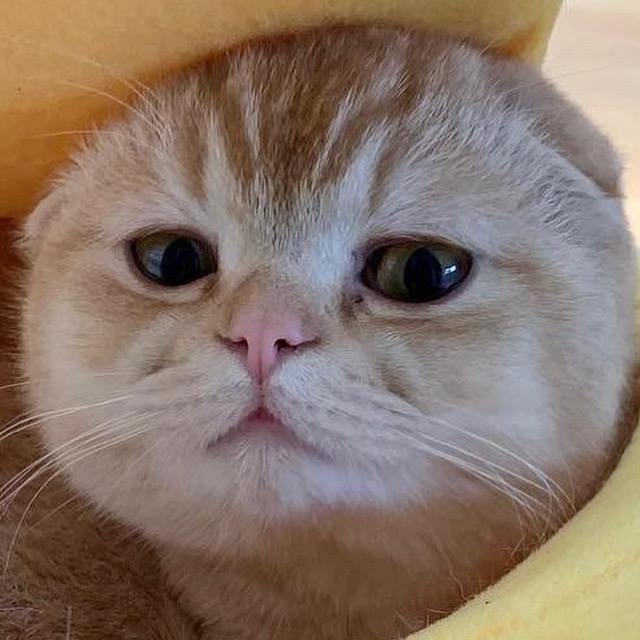 Kevin Susanto⚡#Token2049 Dubai (@kevinsusanto) on Twitter photo This AI Cat just hit 84Mn 🐱
This Ai Cat is truly Furmidable 🐱
$TAOCAT by <a href="/getmasafi/">Masa</a> <a href="/virtuals_io/">Virtuals Protocol</a> <a href="/bittensor_/">Bittensor</a> <a href="/DWFLabs/">DWF Labs</a> <a href="/BinanceAlpha/">Binance Alpha</a> 🐱 This AI Cat just hit 84Mn 🐱
This Ai Cat is truly Furmidable 🐱
$TAOCAT by <a href="/getmasafi/">Masa</a> <a href="/virtuals_io/">Virtuals Protocol</a> <a href="/bittensor_/">Bittensor</a> <a href="/DWFLabs/">DWF Labs</a> <a href="/BinanceAlpha/">Binance Alpha</a> 🐱