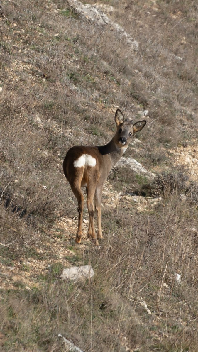 Los pequeños botones con que inician su crecimiento las astas del corzo se conocen como «mogotes». Son visibles en machos jóvenes de apenas tres meses antes del desarrollo de su primera cuerna primaveral. Es durante el frío cuando curiosamente crecen las nuevas astas cada año.