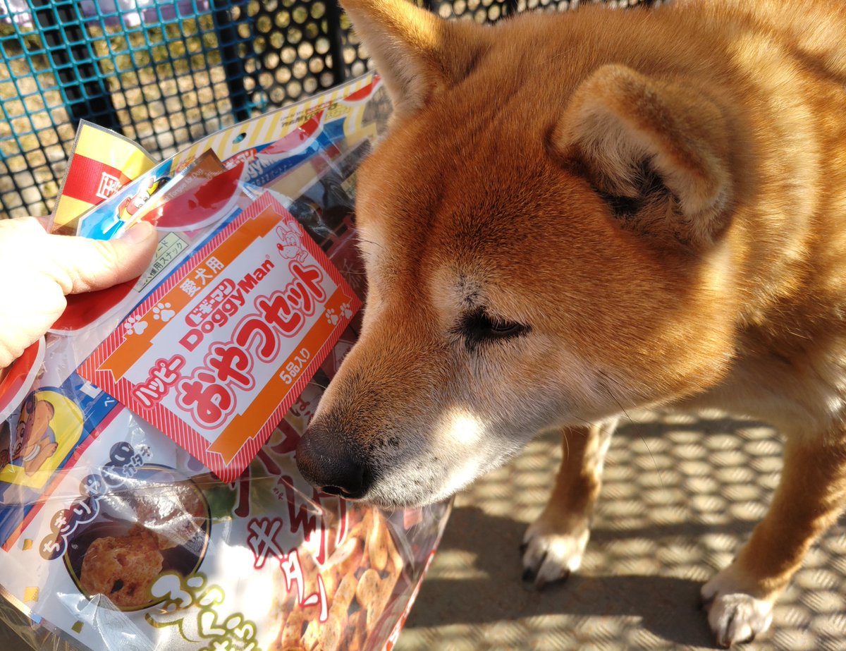 post_kira's tweet photo. おやつのハッピーバックを買ってもらったよ✨今年も宜しくお願いしますワン！🐶💕 https://t.co/9d9TrM0kfY
