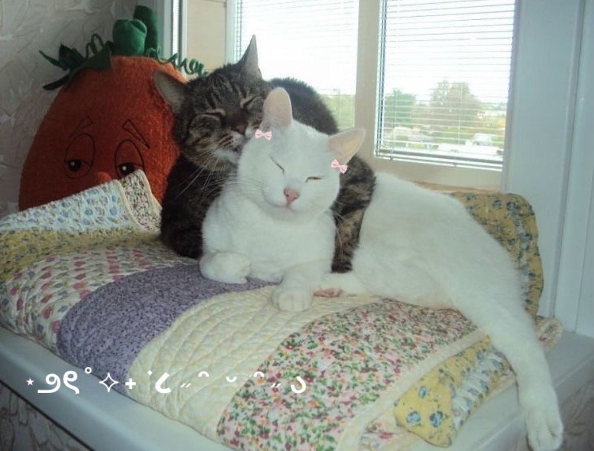 animalswithbows's tweet image. 