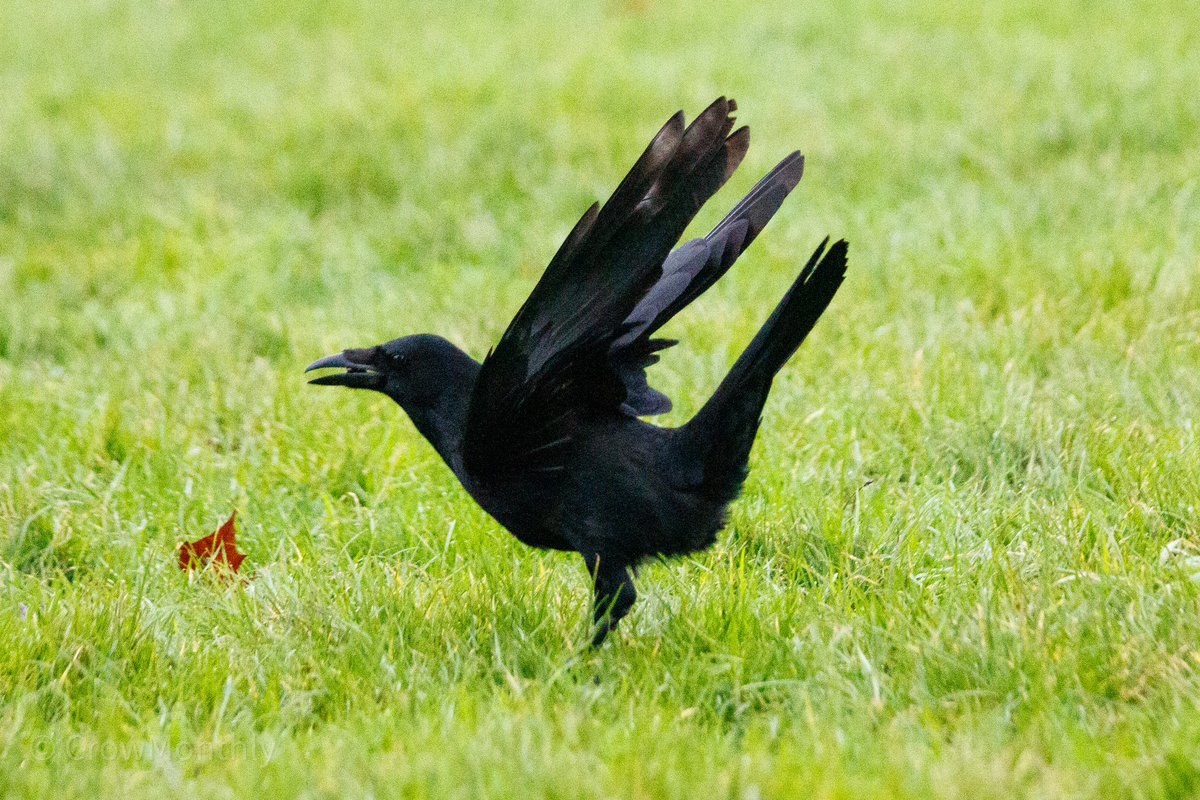 Crow Monthly tweet media