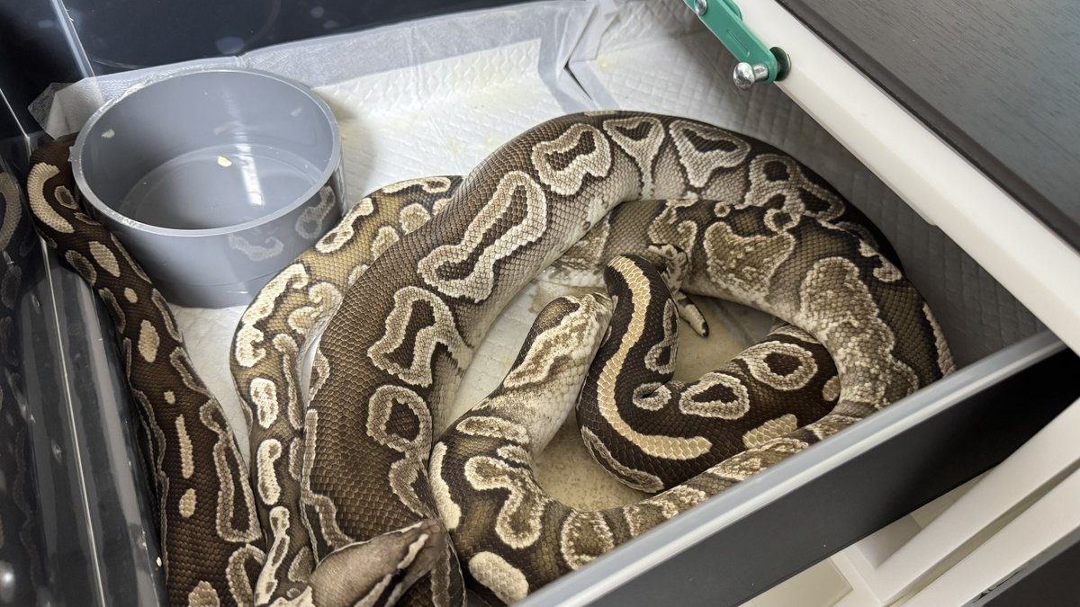 L_W_B_P_'s tweet image. ðð
1.0 Fire GHI het Clown
Ã
0.1 Mojave HRA het Ghost 50%het Clown
#ç¬è«é¡ #ããŒã«ãã€ãœã³ #Reptiles #Ballpython