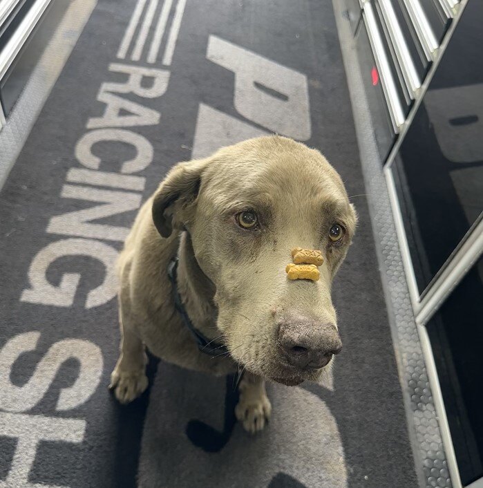 Happy Friday! #penskeshocks #puppiesofpenske #petsofpenske #shocks