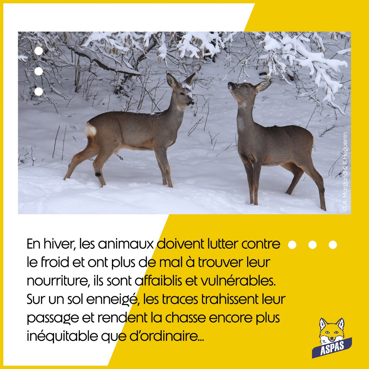 ASPASnature's tweet image. Des infos utiles à connaître, si vous êtes témoin d&apos;une scène de #chasse qui se déroule en pleine #neige... On vous en dit davantage dans cet article : aspas-maitre-renard.org/la-chasse-par-…