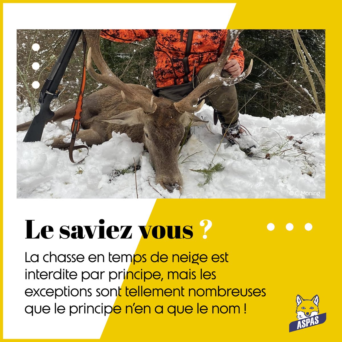 ASPASnature's tweet image. Des infos utiles à connaître, si vous êtes témoin d&apos;une scène de #chasse qui se déroule en pleine #neige... On vous en dit davantage dans cet article : aspas-maitre-renard.org/la-chasse-par-…