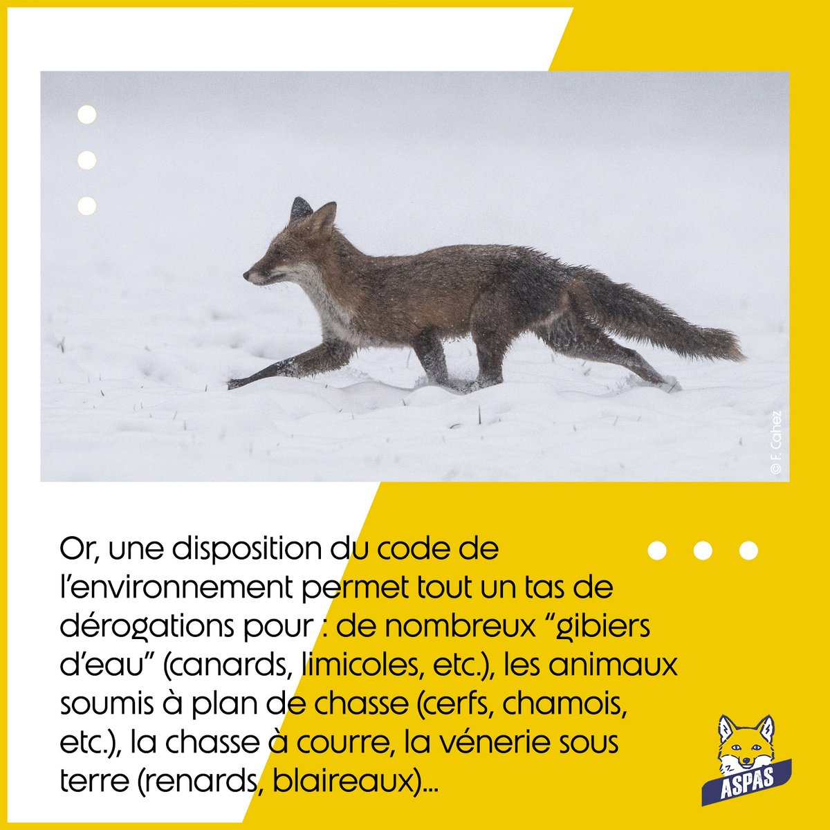 ASPASnature's tweet image. Des infos utiles à connaître, si vous êtes témoin d&apos;une scène de #chasse qui se déroule en pleine #neige... On vous en dit davantage dans cet article : aspas-maitre-renard.org/la-chasse-par-…