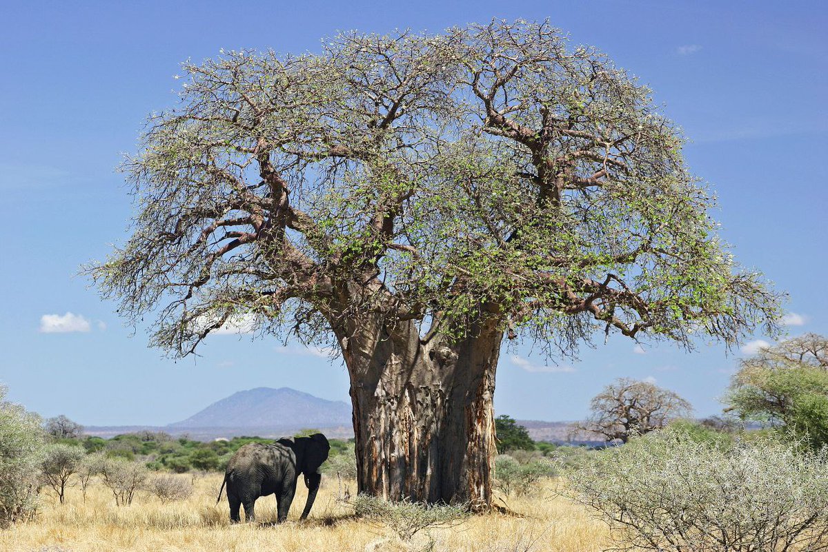 [#Ecologie][#Biodiversité] C'est un baobab. On l'appelle aussi arbre de vie en raison des nombreux mutualismes développés avec une faune très variée : abeilles, oiseaux, petits mammifères... C'est une véritable espèce clé de voûte pour les écosystèmes africains et asiatiques.