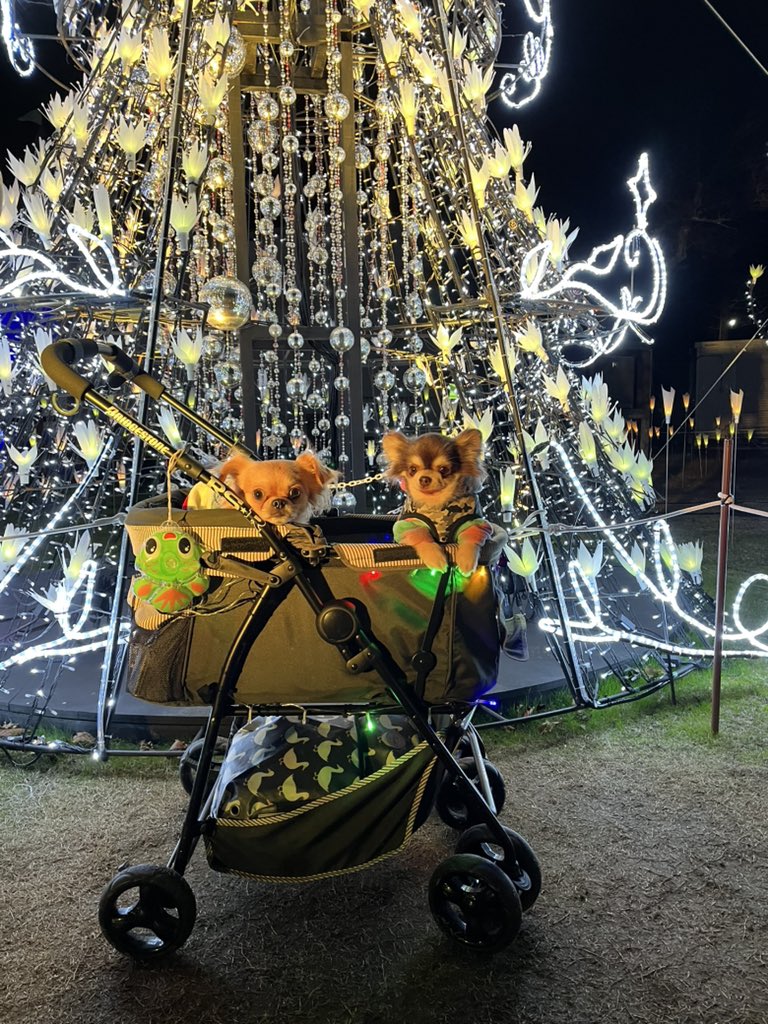 明日から現実に戻る😱また明日から仕事やな😱来年は新しい道に進もうかな🤣休みの間車ばっかりでした🤣やっと常盤公園のイルミも行けたし🤣