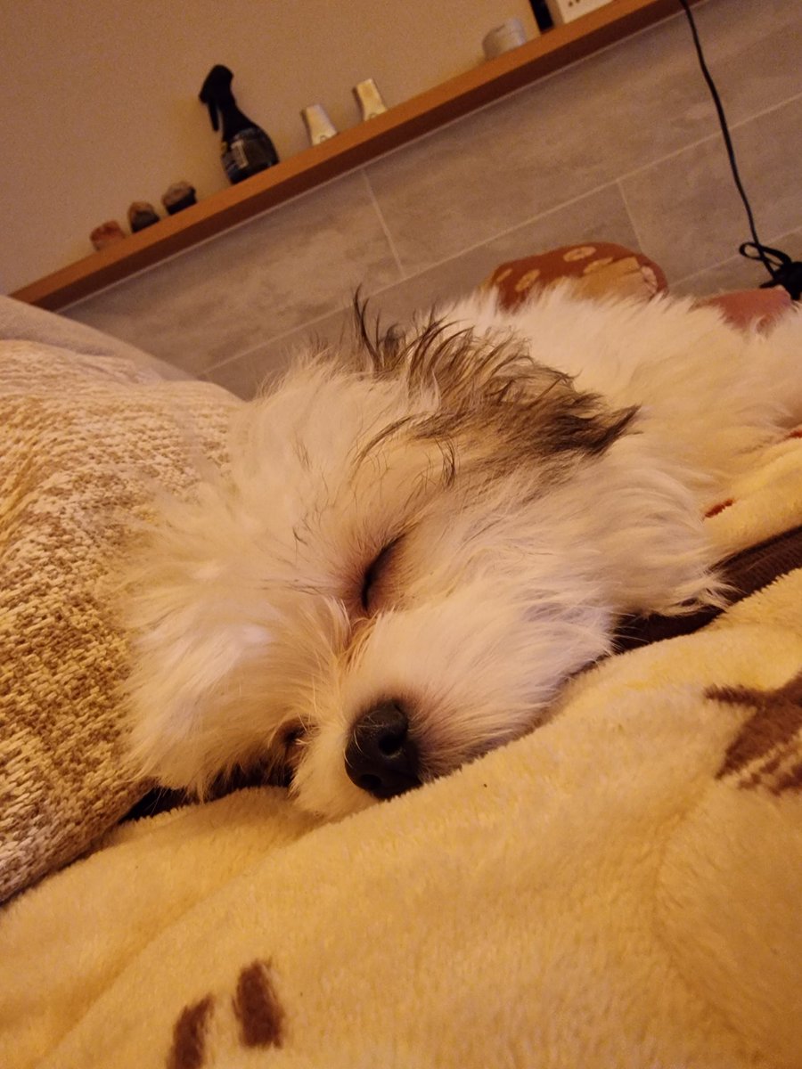 ２匹目お迎えしました！
写真変えなきゃなぁって思うのですが、なかなか2匹並んで写真撮らせてくれません🥺
#いぬのいる暮らし