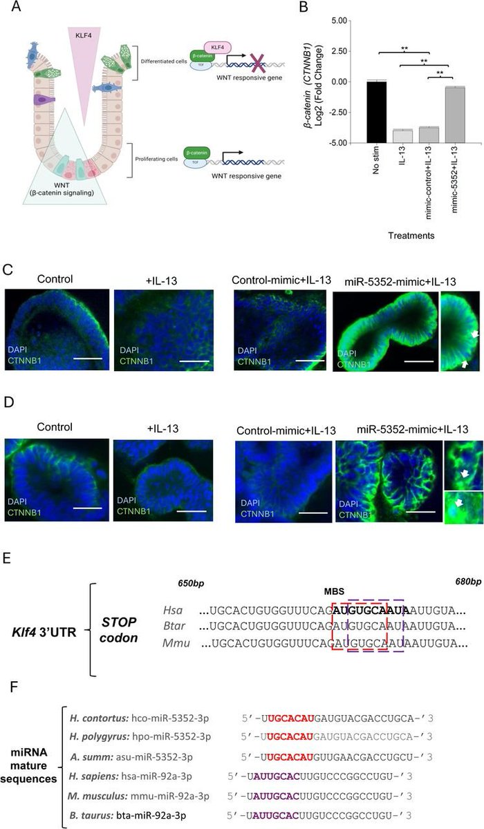 sRNAPapers's tweet image. A secreted helminth microRNA suppresses gastrointestinal cell differentiation required for innate immunity biorxiv.org/content/10.110…