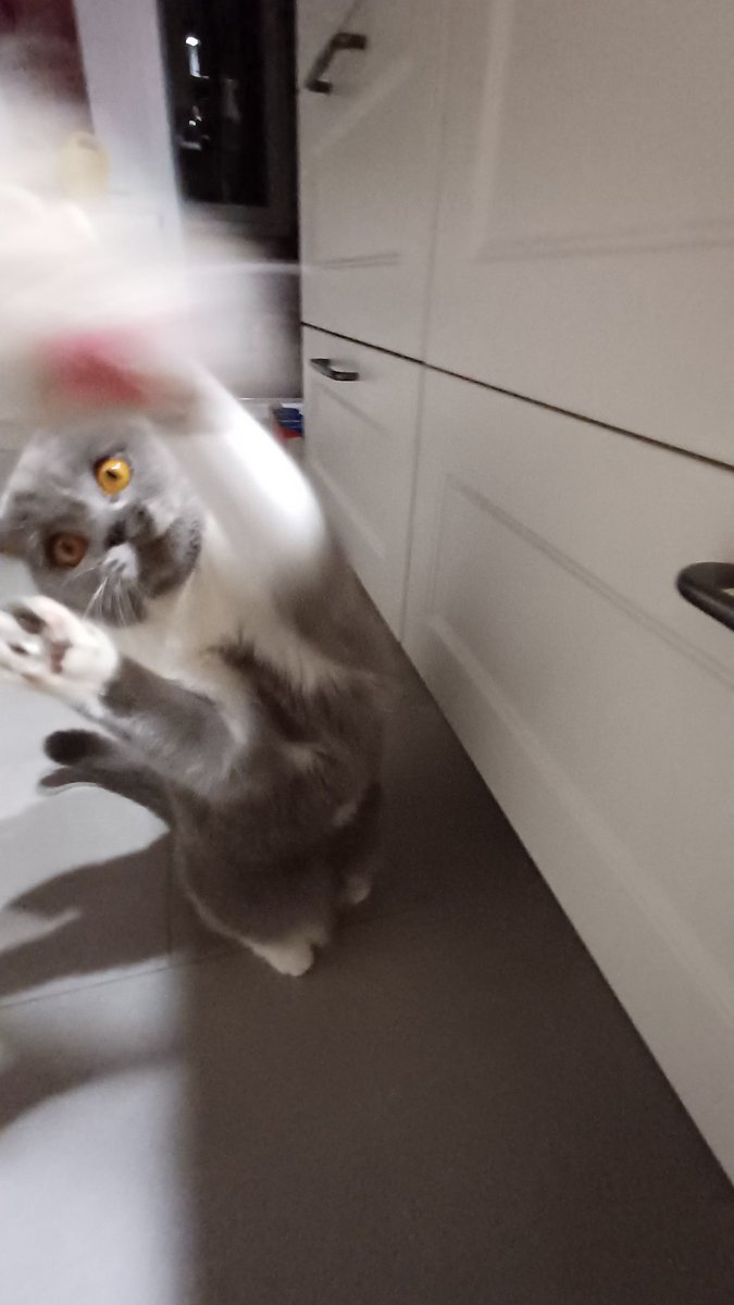 lungdestroyer69's tweet photo. @yunakimaru das is daisy
niemand wird mich jemals so sehr lieben wie daisy und niemand wird jemals so viel liebe von mir kriegen wie daisy sie kriegt https://t.co/LESbLBwYQY