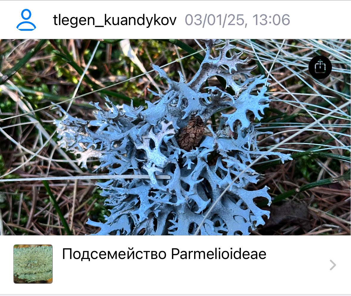 tlegensk's tweet photo. iNaturalist is a great app! 

In the Alps, I found Parmelia, a lichen widely used in Central Asia to treat coughs. Awaiting community verification. https://t.co/XETGXsVCHY