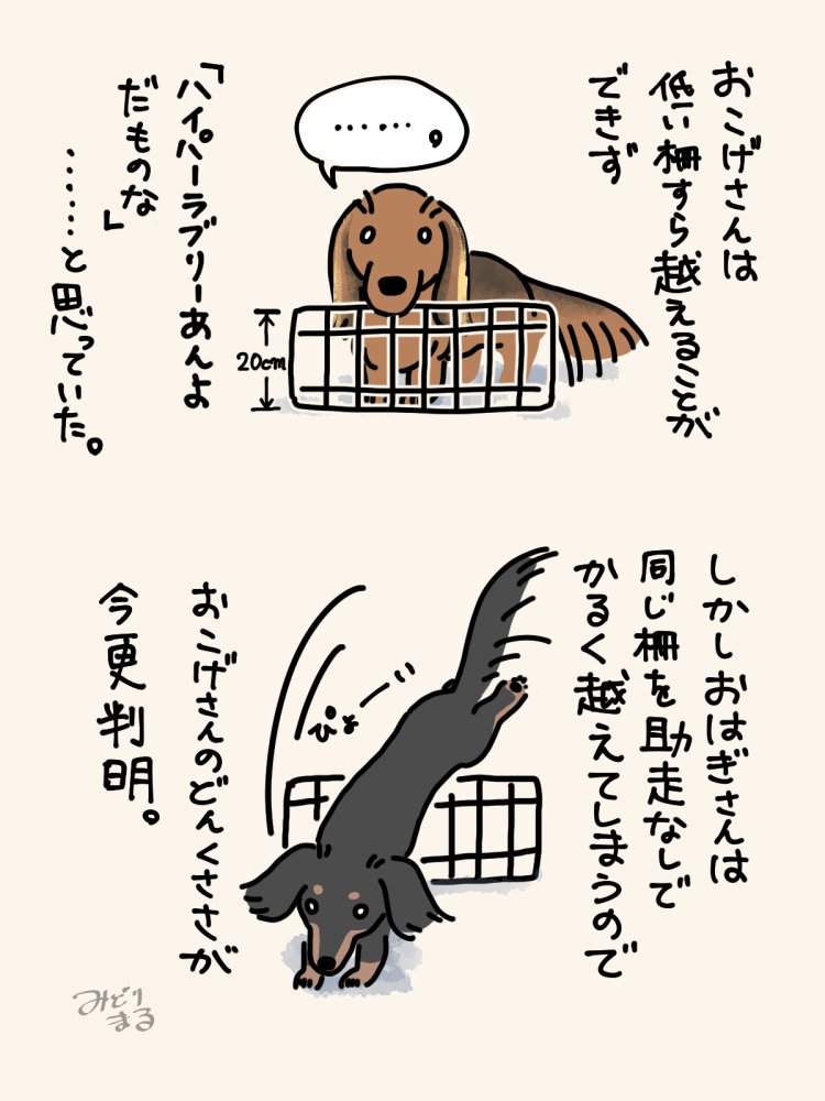 同じ犬種でも運動神経の差はあるらしい。 