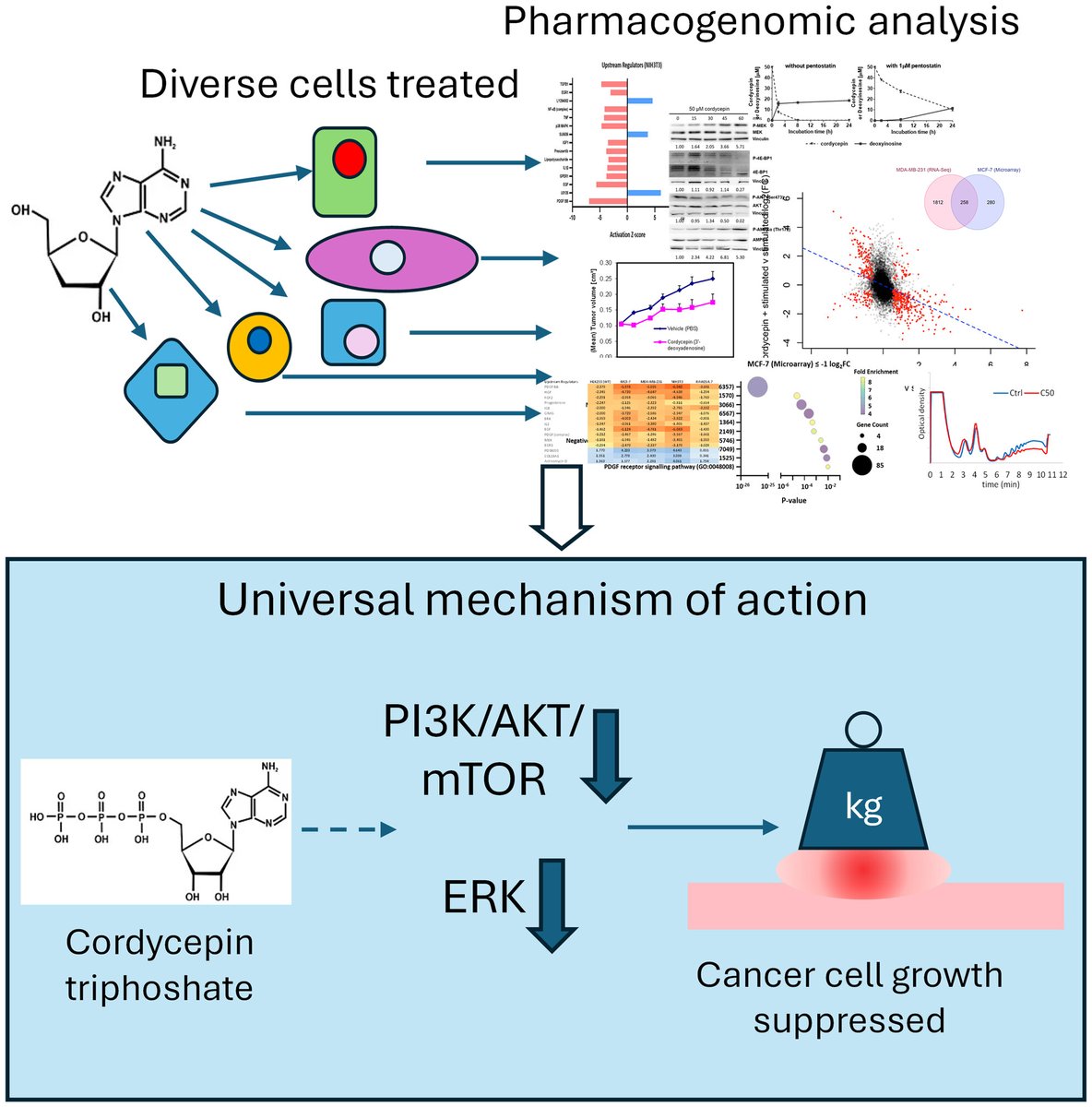 FEBS_Letters's tweet image. 💊 #Cordycepin is a natural product from a fungus and an #anticancer lead compound. 
This study shows cordycepin inhibits growth factor signalling in a variety of cells 

🖊Cornelia de Moor &amp;amp; team @UniofNottingham 

➡bit.ly/420tQeC

#cellsignalling