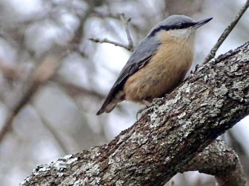 Hoy, por Miraflores de la Sierra (Madrid): Mito común, Pinzón vulgar, Pico menor y Trepador azul ¡Feliz viernes!