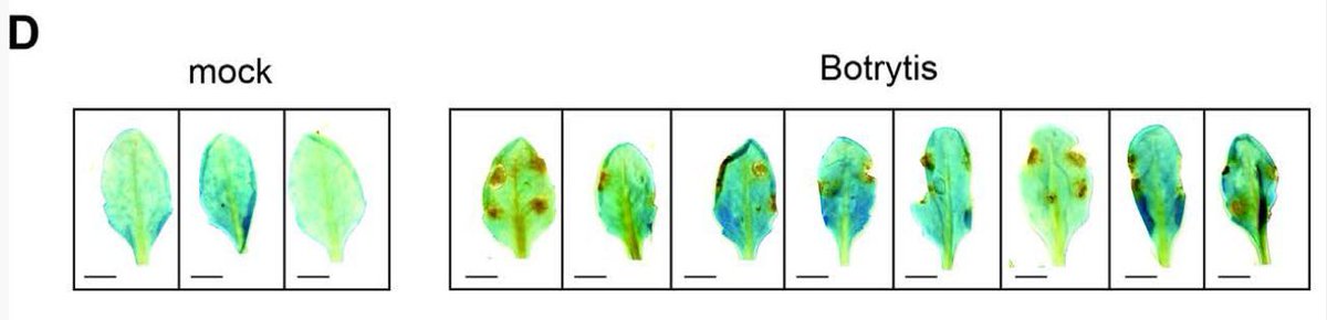 The transcription factor ORA59 represses hypoxia responses during Botrytis cinerea infection and reoxygenation (Luca Brunello, Alicja B Kunkowska, Emma Olmi, Paolo M Triozzi, Simone Castellana, Pierdomenico Perata, Elena Loreti) doi.org/10.1093/plphys… <a href="/ASPB/">ASPB</a> #PlantSci