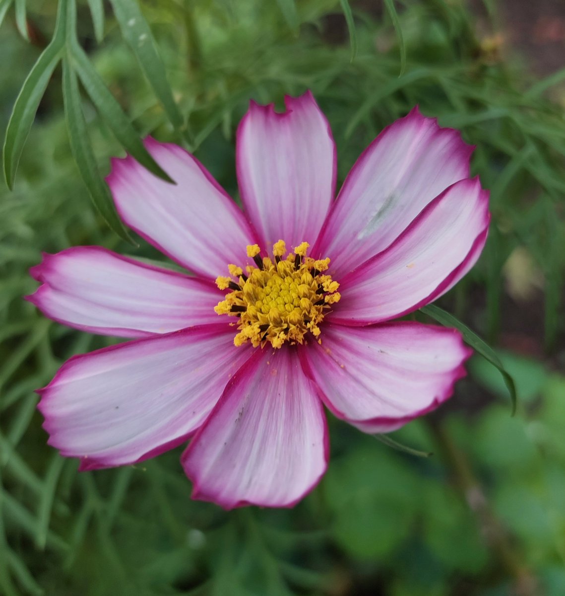 GabyLynch9's tweet image. Morning tweeties 👋 Seeing lots of #FirstFriday posts this morning. #FirstSaturday doesn't have quite the same ring 🤣 Raining and cool here today but if the trend continues it should clear up later🤞Have a good start to the weekend all 😊