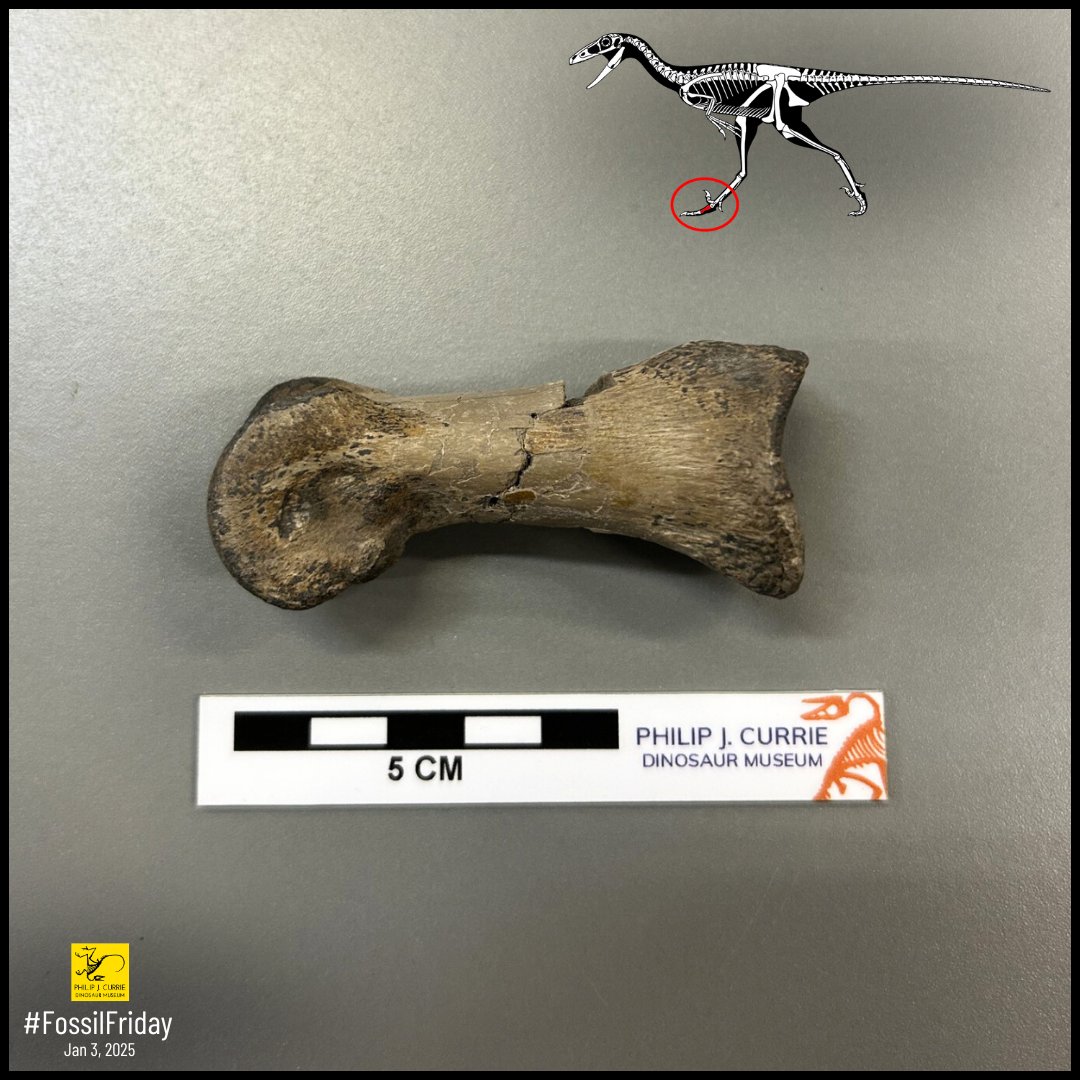Stepping into the first #FossilFriday of 2025, we have a Troodontid phalanx. These small carnivorous dinosaurs are closely related to the more famous dromaeosaurs, like Velociraptor, but are more robustly built, with long legs and powerful feet.